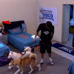 ¡El perrito de Capitán Alo hizo de las suyas en LCDA y dejó un regalito en la cama de La Perversa!