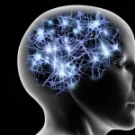 El cerebro atraviesa cinco etapas clave a lo largo de la vida, según estudio