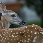 Denuncian presencia de supuestos venados en residencial de la Villa Panamericana, en SDE