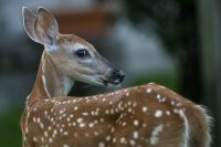 Denuncian presencia de supuestos venados en residencial de la Villa Panamericana, en SDE