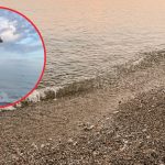 ¡Viral! Perrito protagoniza divertida persecución tras llevarse celular de una turista en plena playa