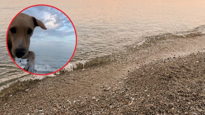 ¡Viral! Perrito protagoniza divertida persecución tras llevarse celular de una turista en plena playa