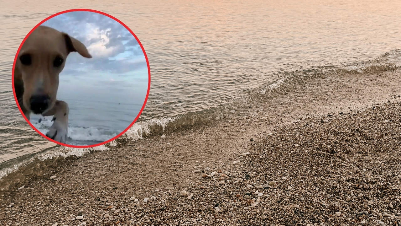 ¡Viral! Perrito protagoniza divertida persecución tras llevarse celular de una turista en plena playa