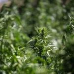 Consumir cannabis en la adolescencia duplica riesgo de trastornos psicóticos y bipolares