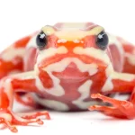 Una rana del sur de Ecuador y del norte de Perú está en el centro del caso del opositor ruso Navalni