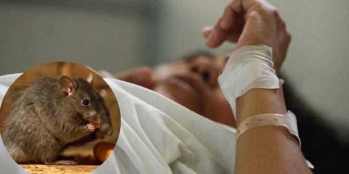 Perú emite alerta epidemiológica ante brote de leptospirosis con más de 1.000 casos