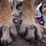 Aberrante caso de abuso sexual contra mascota en Usme será juzgado bajo la Ley Ángel