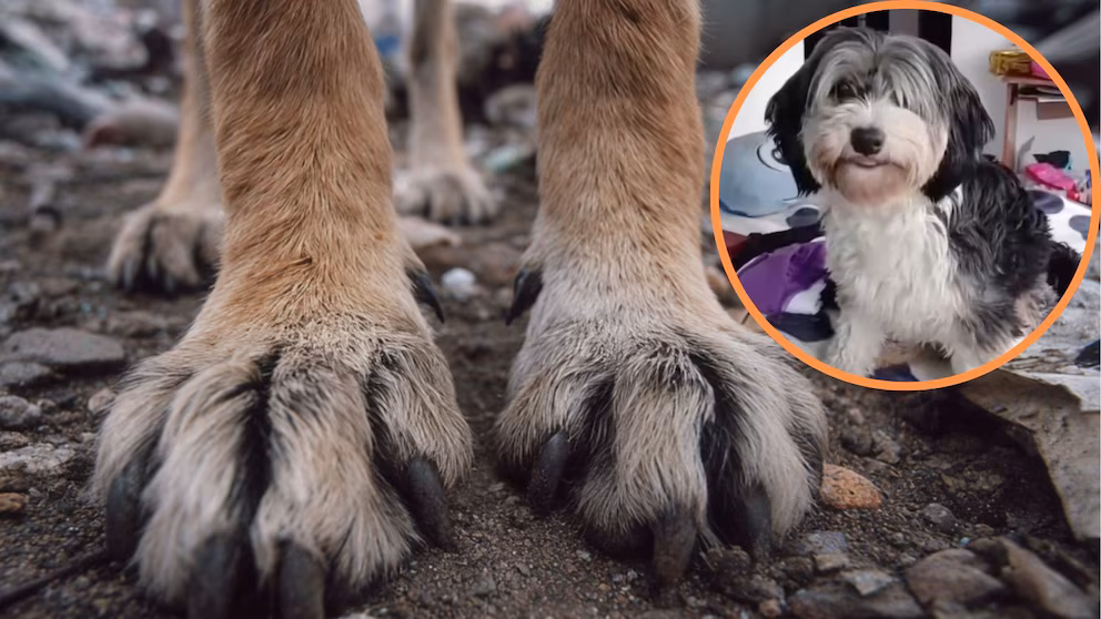 Aberrante caso de abuso sexual contra mascota en Usme será juzgado bajo la Ley Ángel