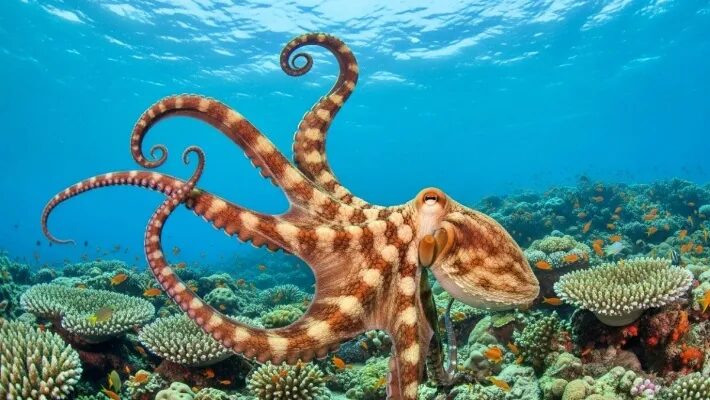 9 datos curiosos que te volarán la cabeza en 2026 y casi nadie conoce - Noticias de hoy en República Dominicana | De Último Minuto